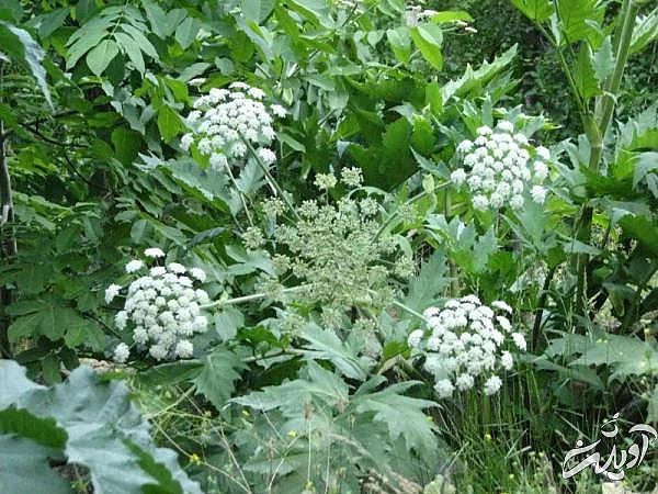 فواید گیاه گلپر کوهی  مصرف گلپر